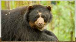 Most endangered bears #12