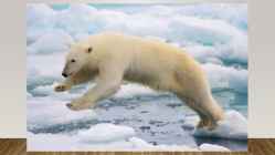 Most endangered bears #14