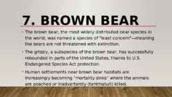 Most endangered bears #15