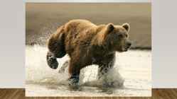 Most endangered bears #16