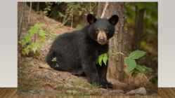 Most endangered bears #18