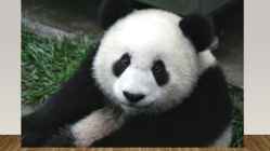 Most endangered bears #4
