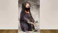 Most endangered bears #6