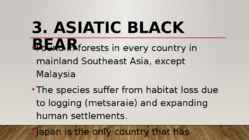 Most endangered bears #7