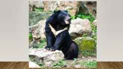 Most endangered bears #8