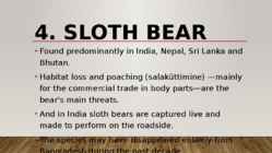 Most endangered bears #9