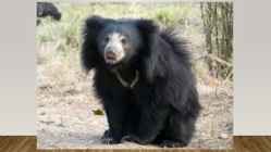 Most endangered bears #10