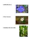 Spring in Estonia #6