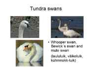 Tundra swans #2