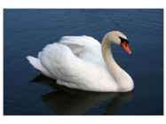 Tundra swans #11