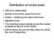 Tundra swans #16