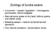 Tundra swans #17