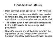 Tundra swans #19
