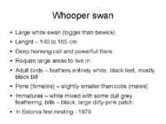 Tundra swans #3