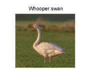 Tundra swans #4