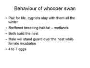 Tundra swans #5