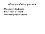 Tundra swans #6
