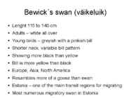 Tundra swans #8