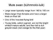 Tundra swans #9