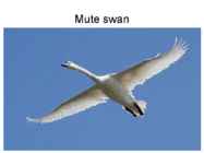 Tundra swans #10