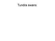 Tundra swans