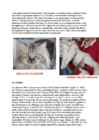 Cats #2