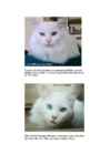 Cats #115