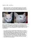 Cats #120