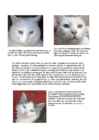 Cats #121