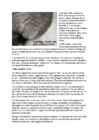 Cats #133