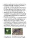 Cats #138