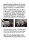 Cats #154