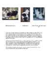 Cats #29