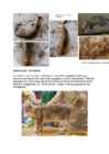 Cats #4