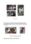 Cats #40