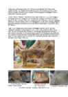 Cats #43
