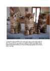 Cats #45