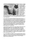 Cats #66