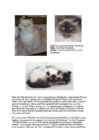 Cats #67