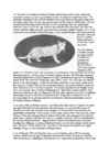 Cats #73