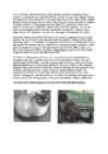 Cats #74