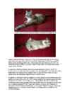 Cats #76