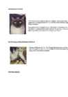Cats #77