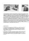 Cats #78