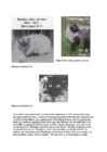 Cats #79