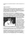 Cats #80