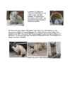 Cats #81