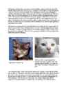 Cats #98