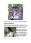 Cats #99