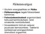 Energiavoog ökosüsteemis #3